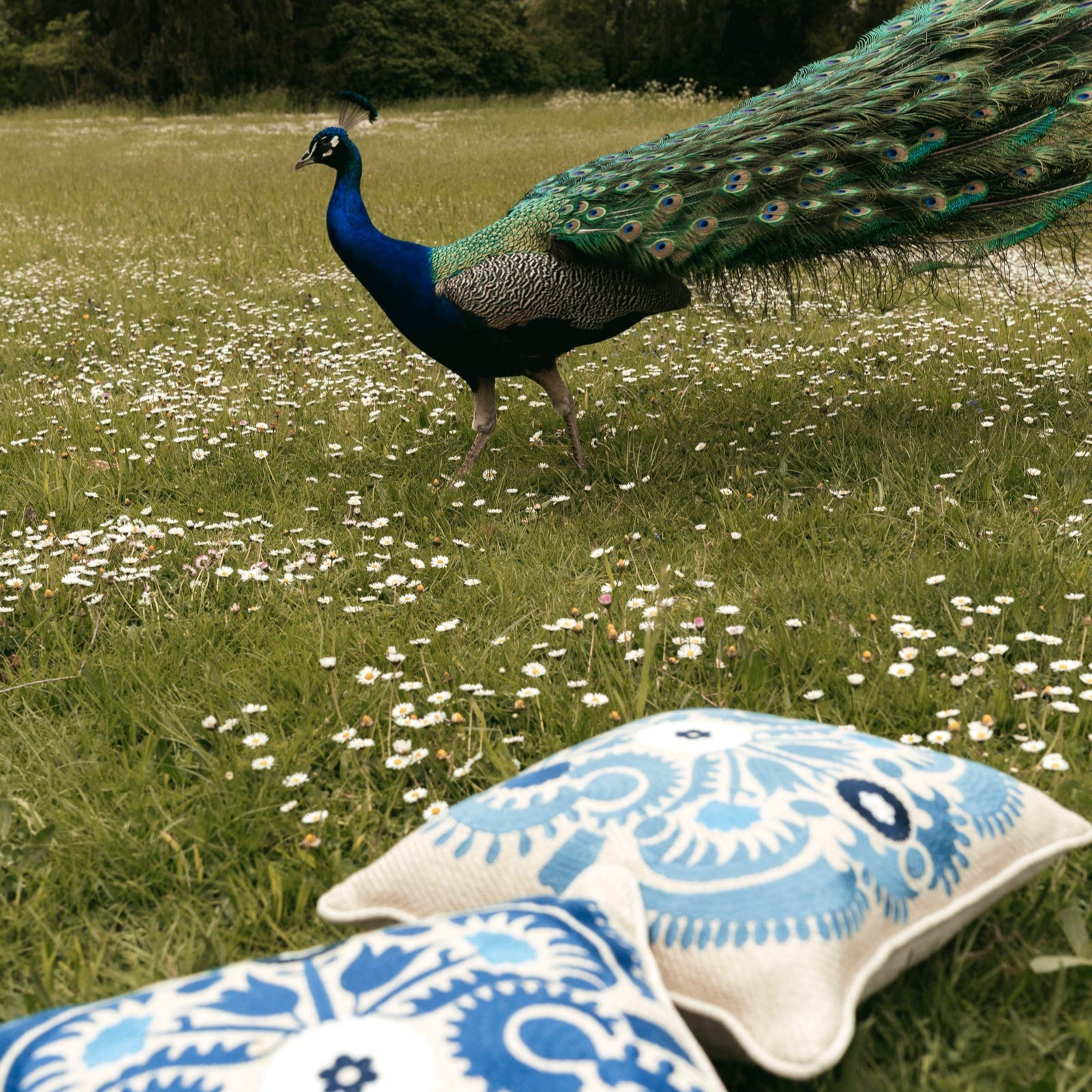 COUSSIN SUZANI - FLEUR BLUEBIRD